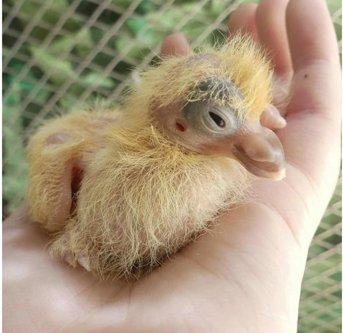 Baby Pigeon: A Heartwarming Journey of Growth and Discovery