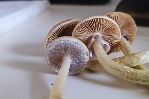 How Long Do Shrooms Stay in Your System 1