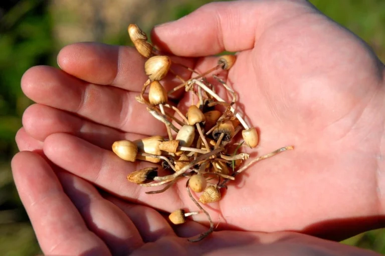 How Long Do Shrooms Stay in Your System? A Journey of Discovery