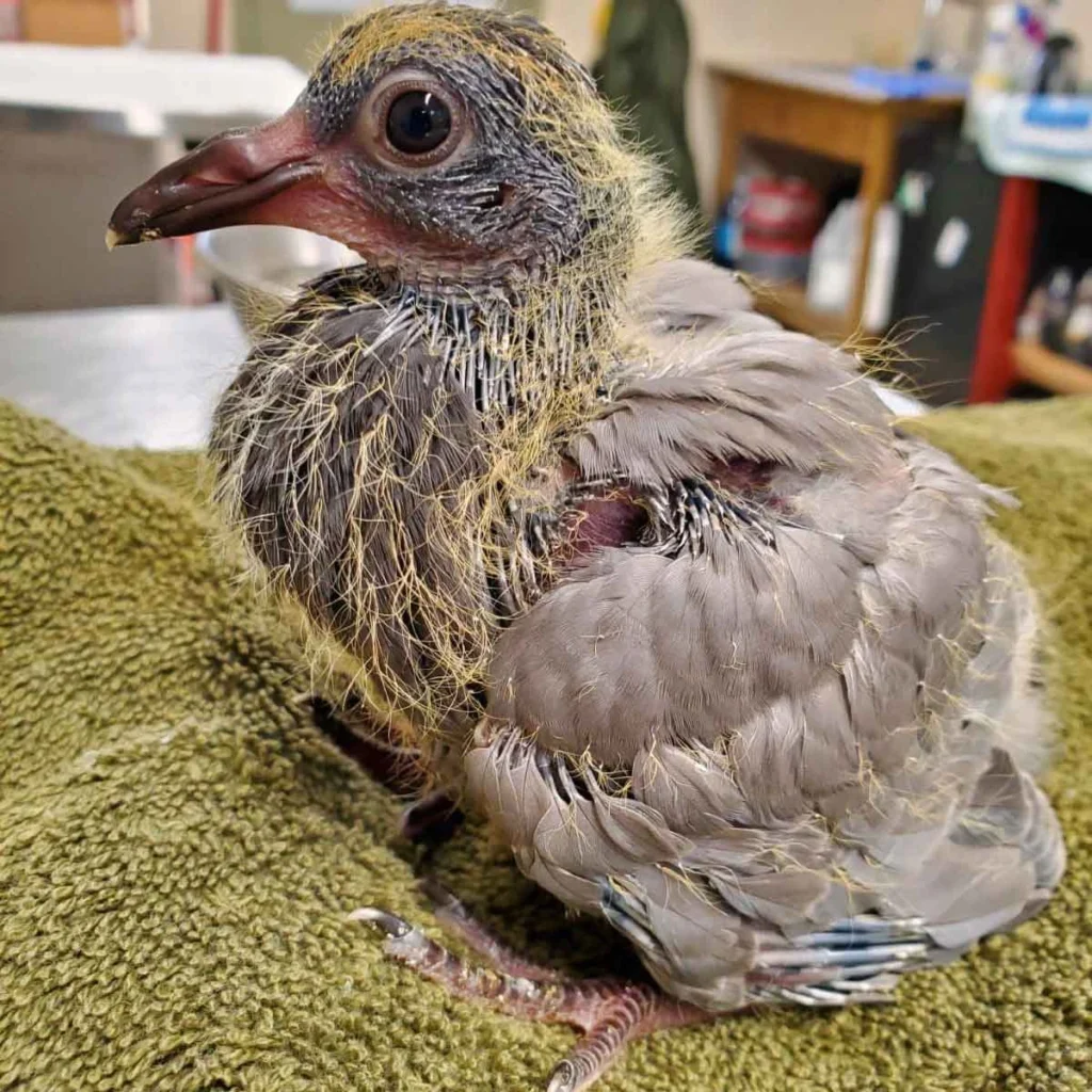 rock pigeon wildlfe rescue assoc 202012