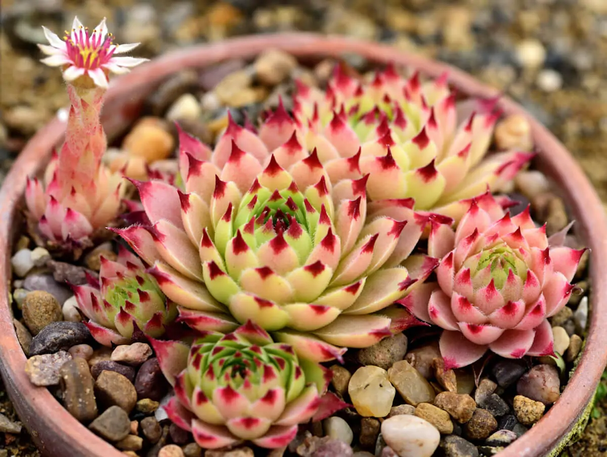 Hen and Chicks Plant: A Beautiful and Resilient Addition to Your Garden